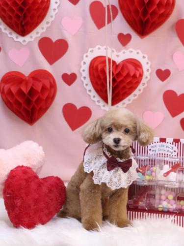 20240202モカくん